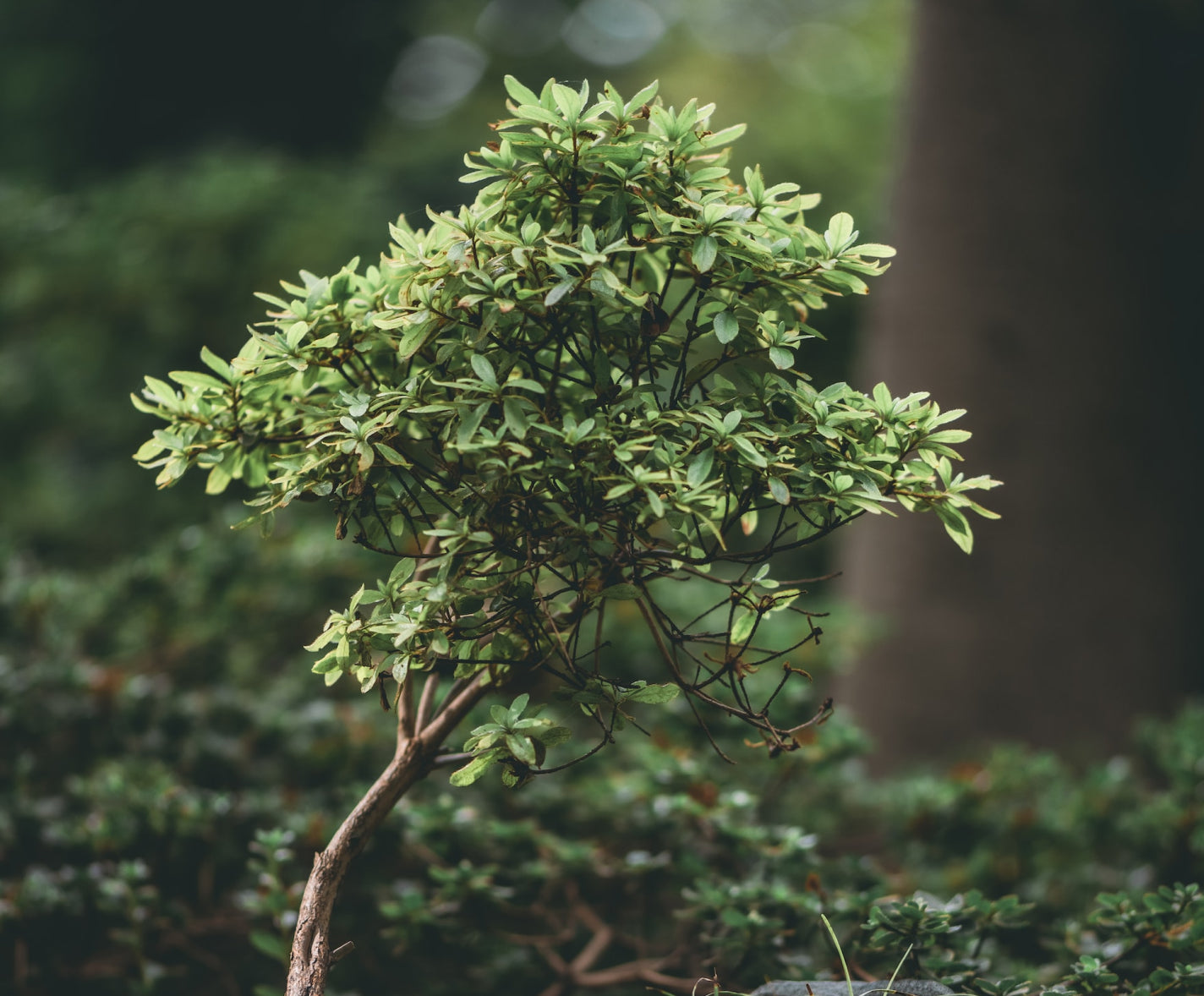 🌲Planted in your Name